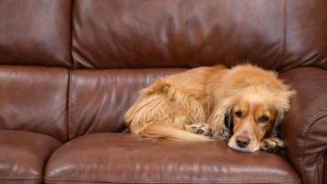 ペット同伴可 / 13