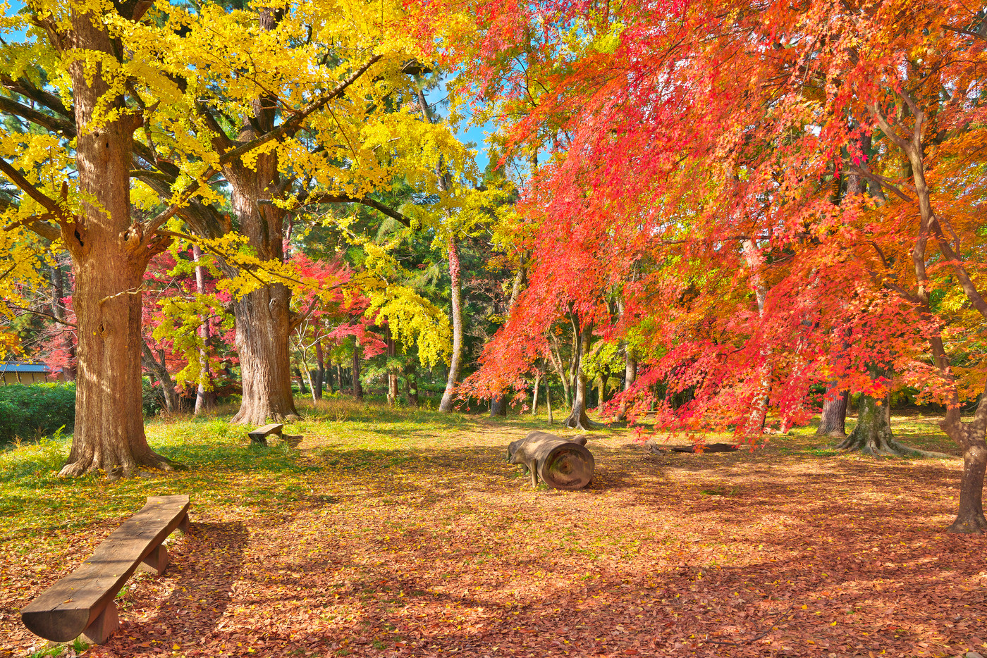 錦秋の京都御苑