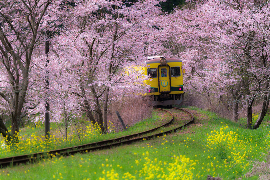 満開の桜・菜の花と列車を1枚の写真に！2849533