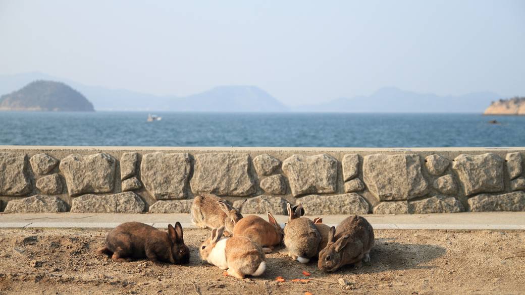 大久野島 / 4