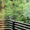 ベランダに鳥が来てました