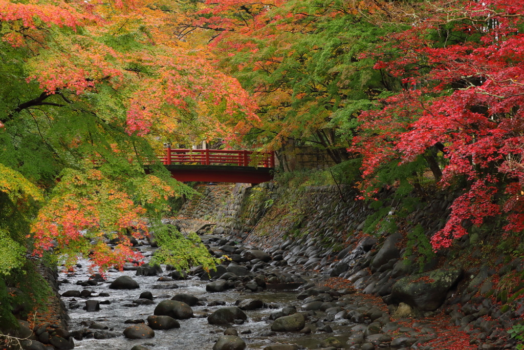 ”伊豆”には温泉地がたくさん。今回は「西伊豆・中伊豆エリア」のお宿をご紹介します4245211