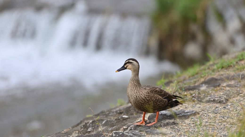 鴨川の清々しさに
心洗われる散策 / 4