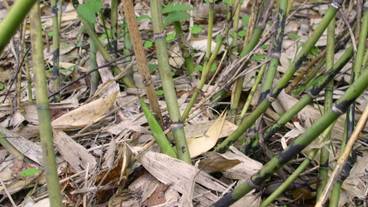 施設の敷地 / 29