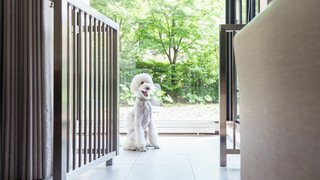 デラックス ルーム シングルベッド 2 台 (Dog Friendly)