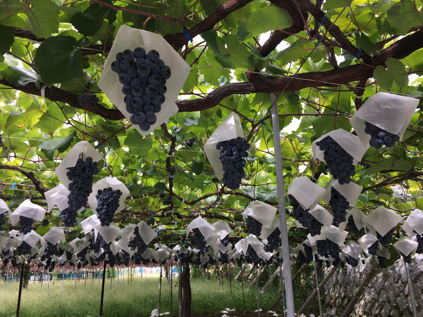 自社畑ではワイン品種のぶどうを数多く栽培1360438