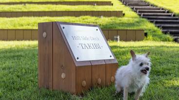 ペット同伴可 / 22