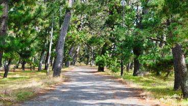 天橋立の松並木 / 3