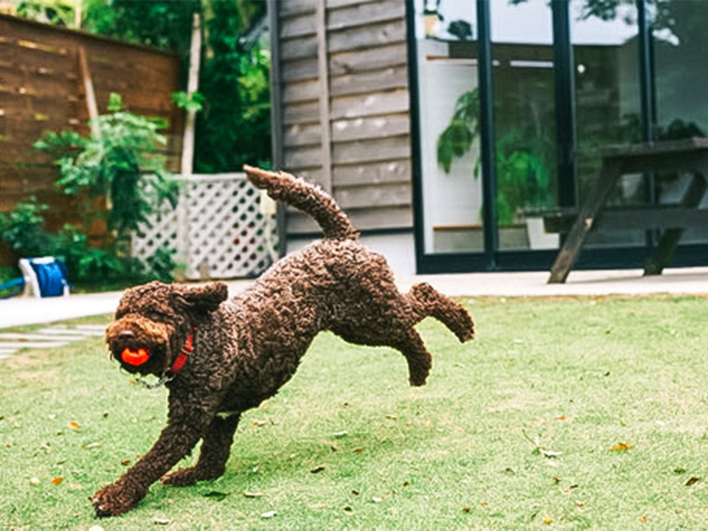 鴨川・勝浦のホテルでペットとリフレッシュしよう！3929472