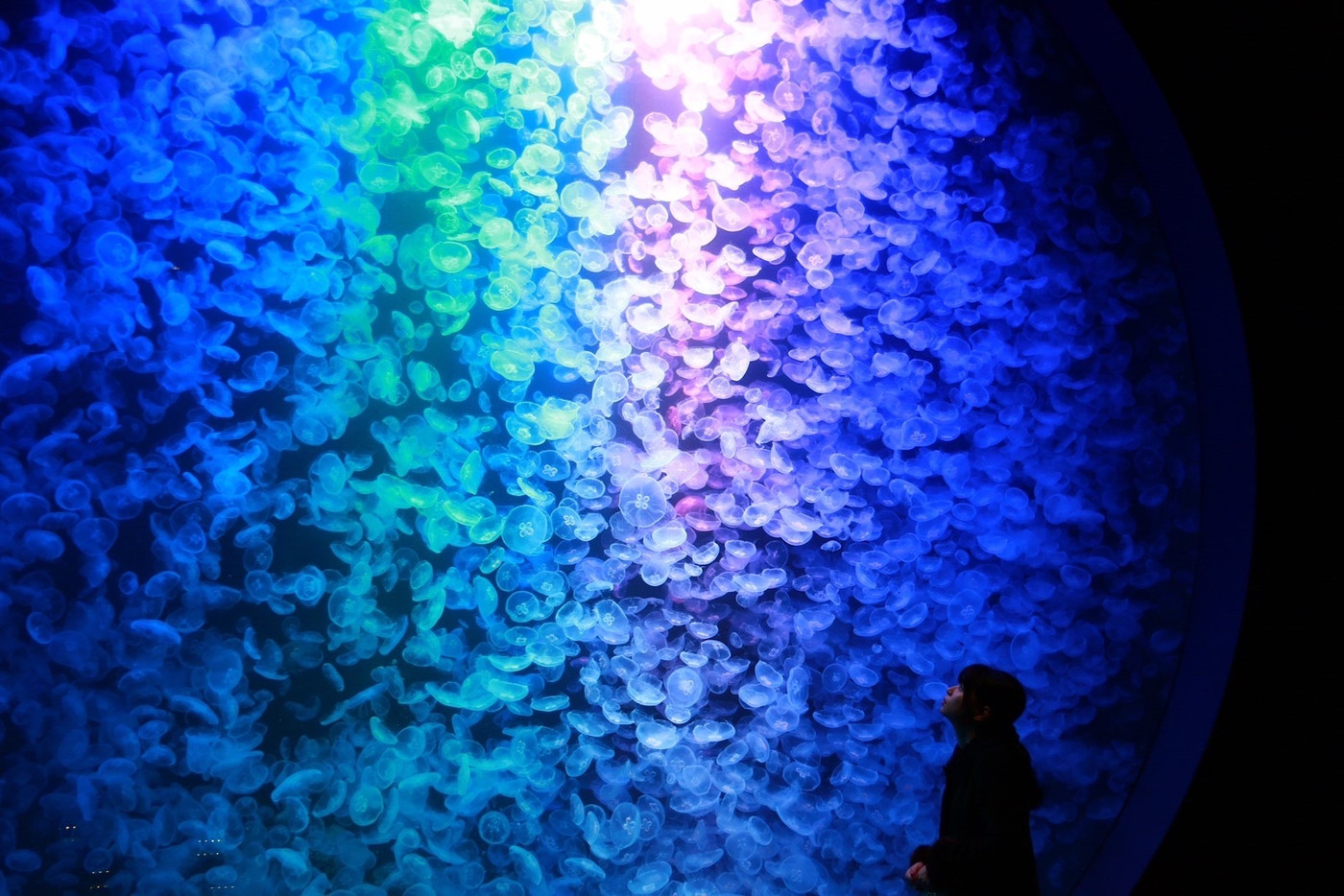 鶴岡市立加茂水族館2488550