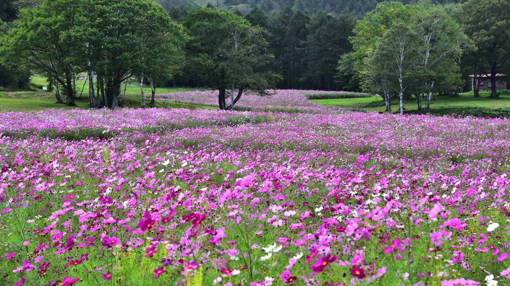 黒姫高原のコスモス / 4