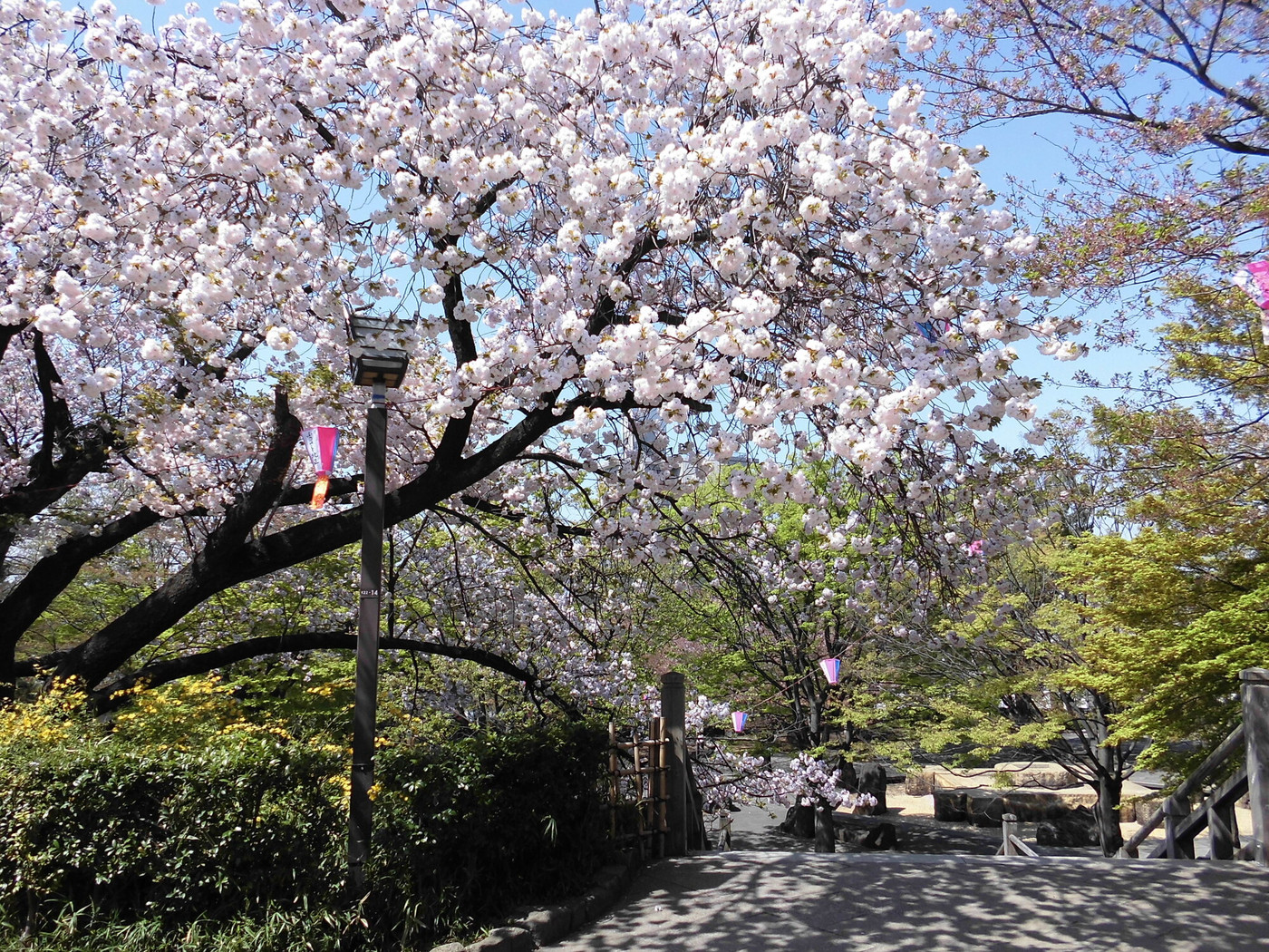 6. 飛鳥山公園(王子)1558828