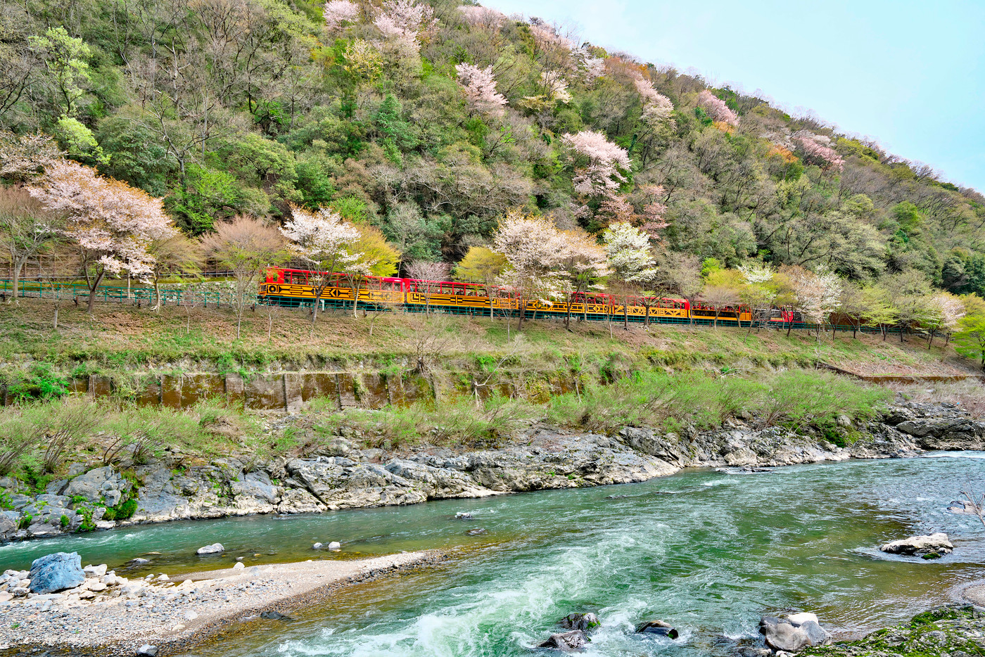 嵐山と保津峡の桜