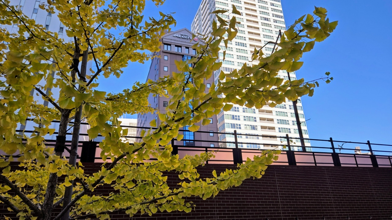 黄葉したイチョウにホテル外観