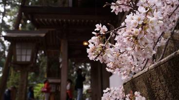 観光スポット / 26