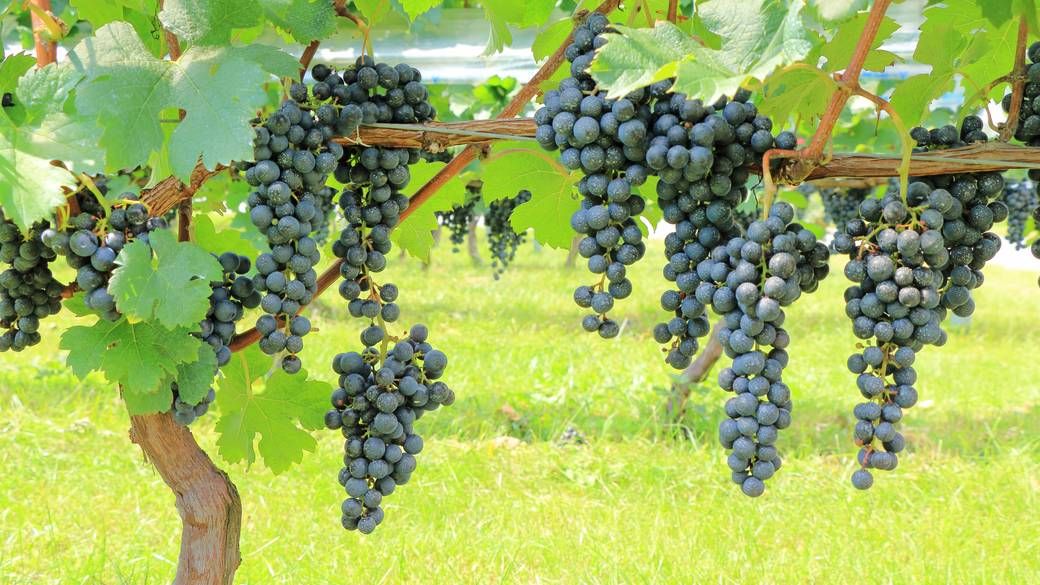 安曇野ワイナリー / 3