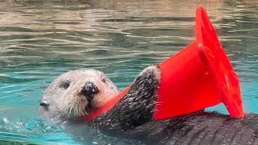 マリンワールド海の中道のラッコ / 2