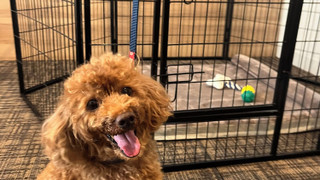 ドッグルーム 禁煙