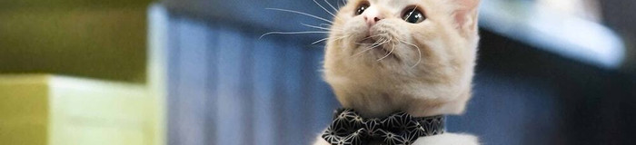 【全国】看板犬＆看板猫がいるホテル11選♡もふもふに癒されたいならココ