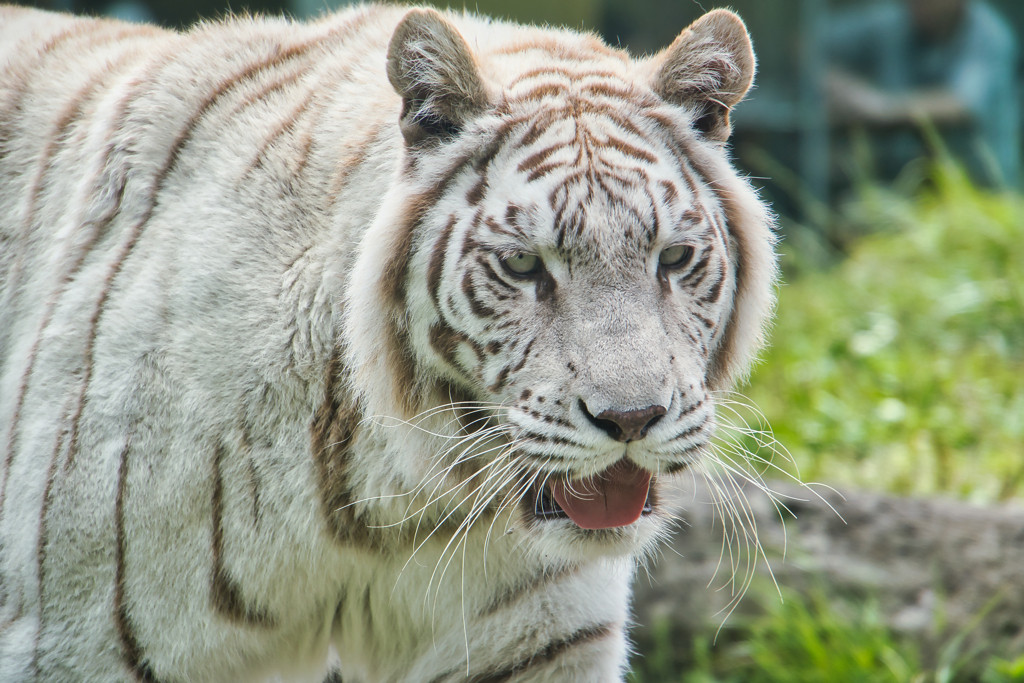 子どもから大人まで楽しめる「伊豆アニマルキングダム」4758774