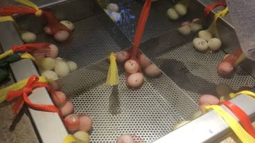 温泉卵手作り体験 / 2