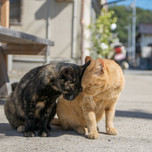 猫好き必見！岡山県・真鍋島のかわいい猫写真集♪