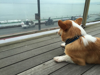 「bills 七里ガ浜」その他 1056950 テラスからの景色（犬目線）