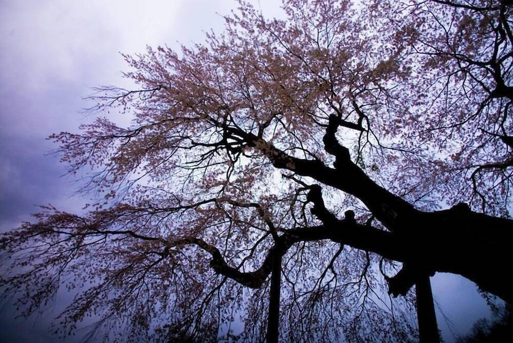 マウンテン ビュー