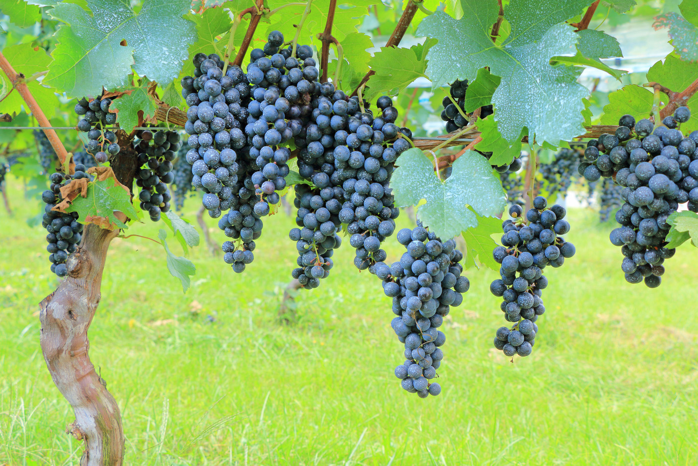 ワイン用ブドウ　メルロー