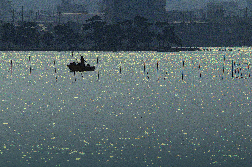《しじみ》冬・夏886457