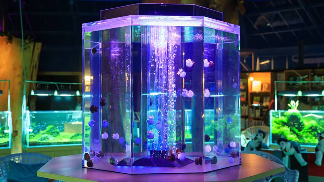 水中楽園 Aquarium / 4