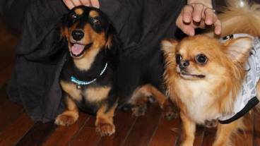 ペット同伴可 / 5