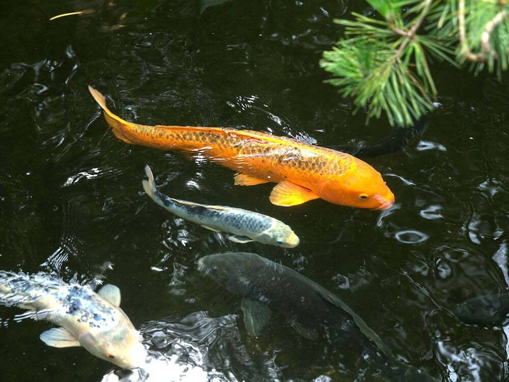 中庭
