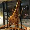 なぞの巨大なキリンのオブジェ