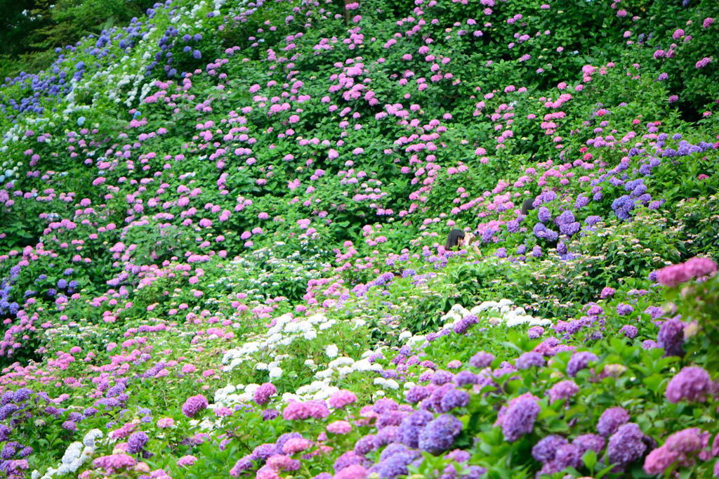 胸がいっぱいになる絶景♡「服部農園あじさい屋敷」1890816