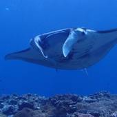 ホテルベルハーモニー石垣島（沖縄県 ビジネスホテル） / 5