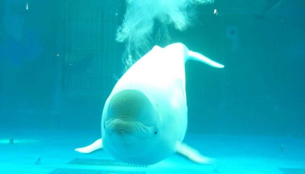 「鴨川シーワールド」で
海の生き物に癒される / 3