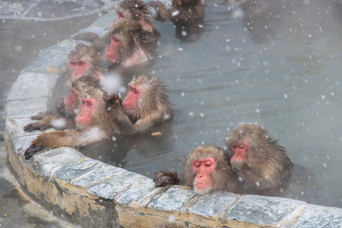温泉につかるサル山のニホンザル