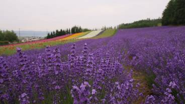 施設からの眺望 / 40