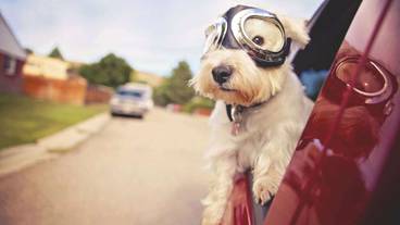 ペット同伴可 / 15