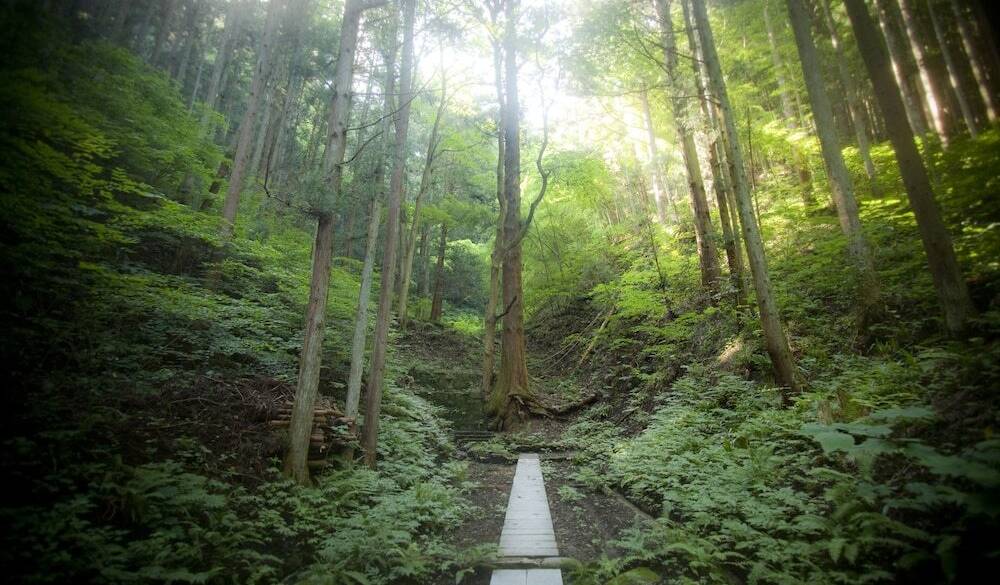 一條の森 ご神木 / 1