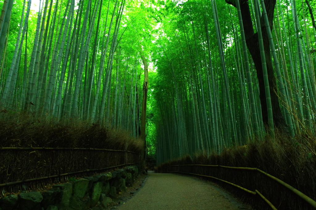 絶対いきたい！「竹林の道」で2人だけの幻想的な時間を過ごすそう♪1641438