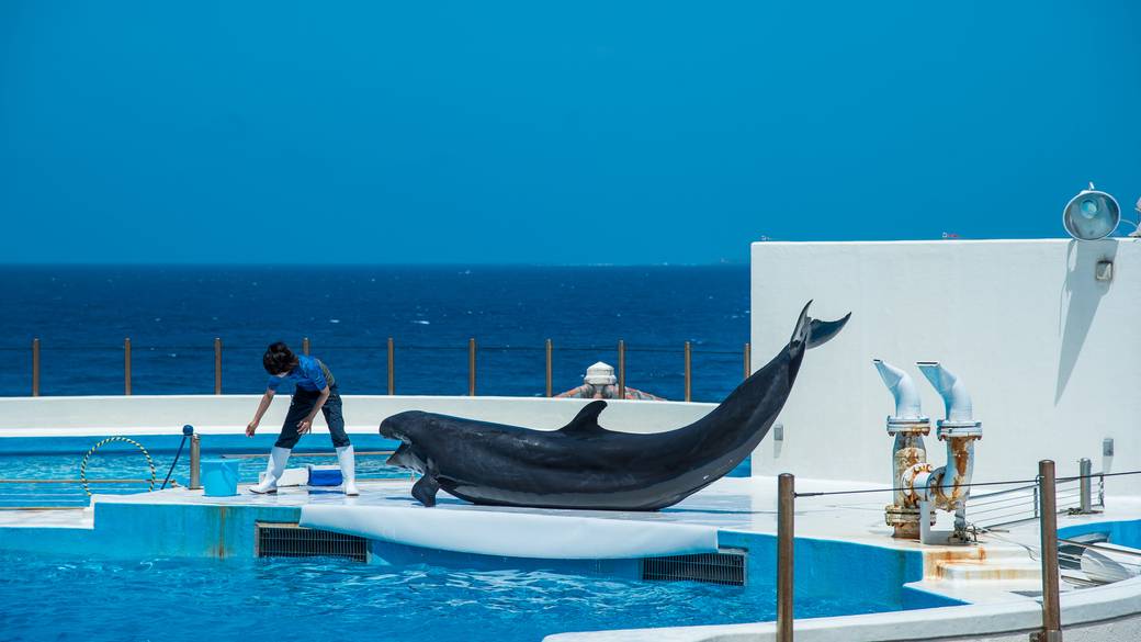 イルカたちの楽しいショーもあり / 2