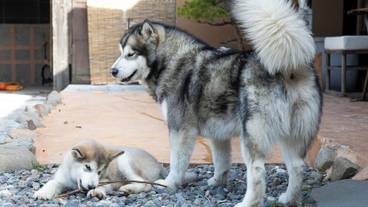 施設の敷地 / 36