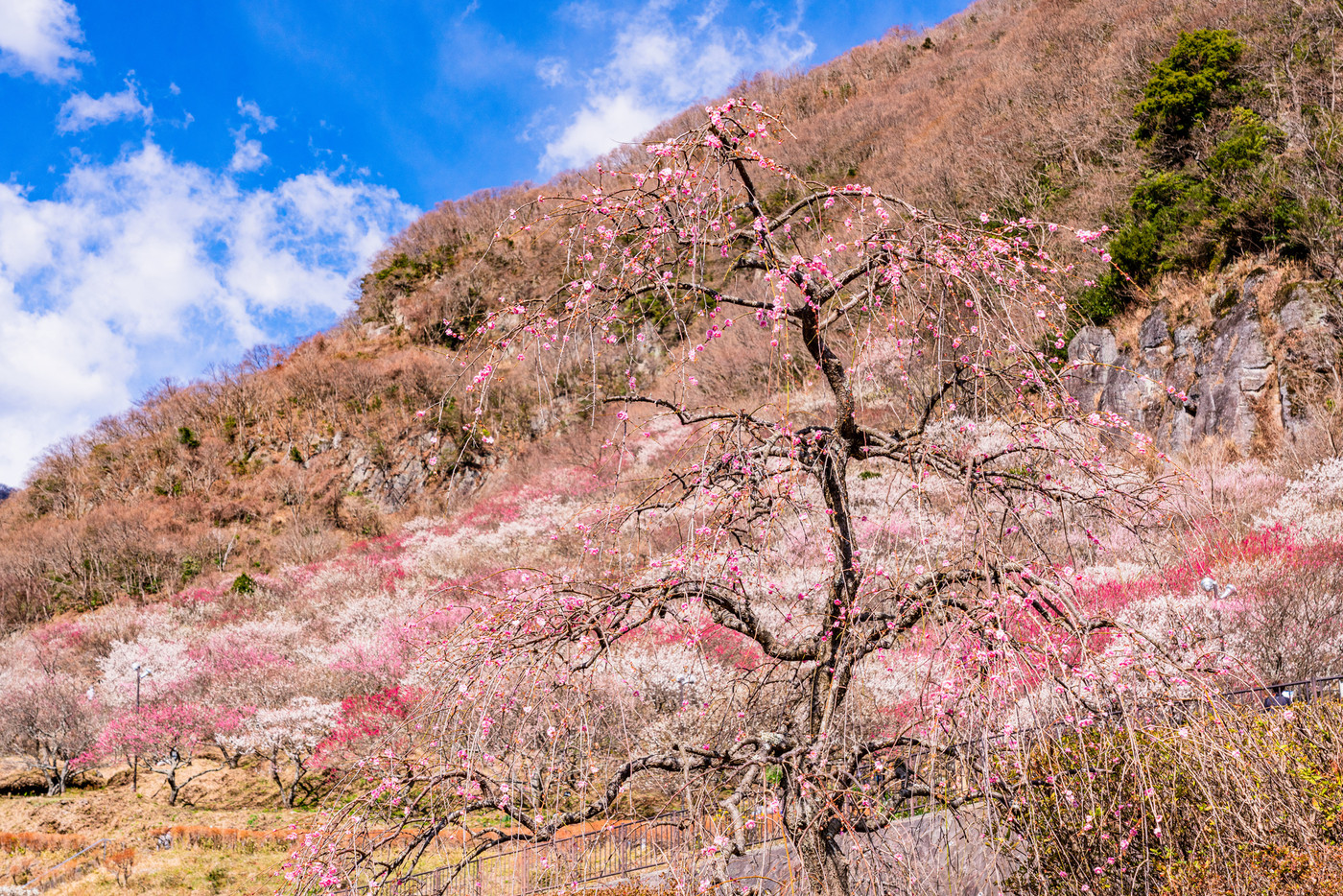 （神奈川県）湯河原梅林　梅の宴