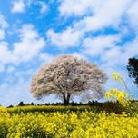 【2018年】【佐賀の桜名所・12選】この春は桜満開の佐賀へ！