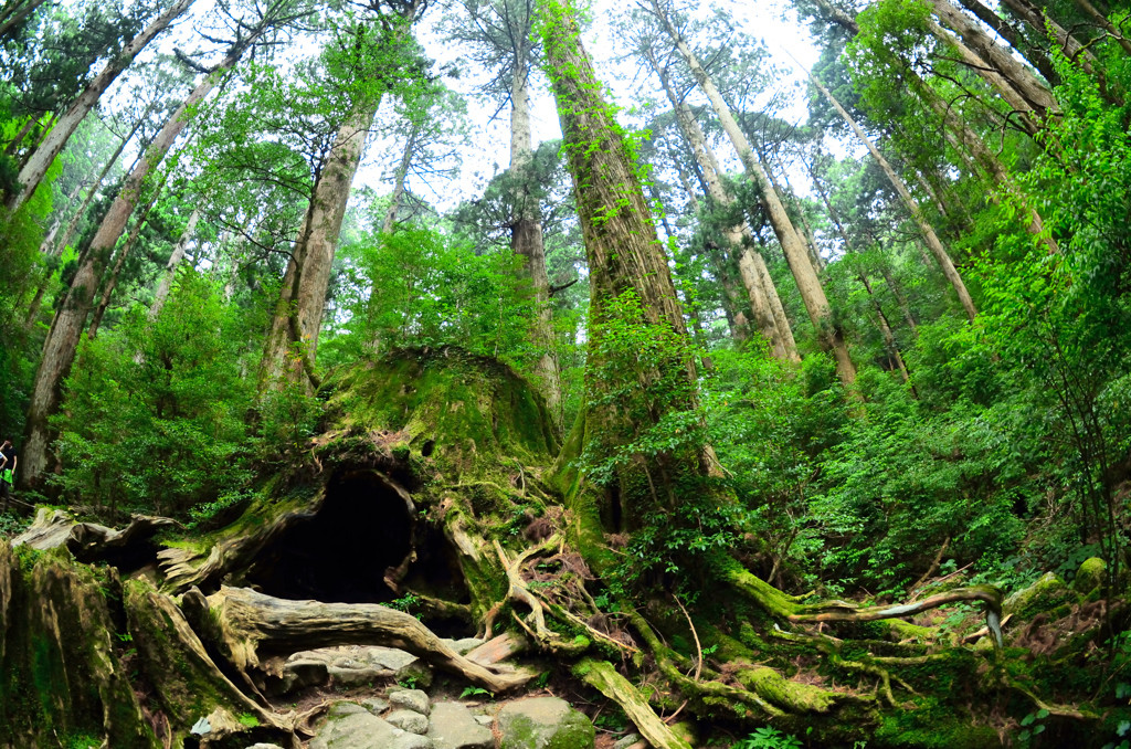 世界遺産・屋久島で、子どもと一緒に大自然を満喫しよう！3918899