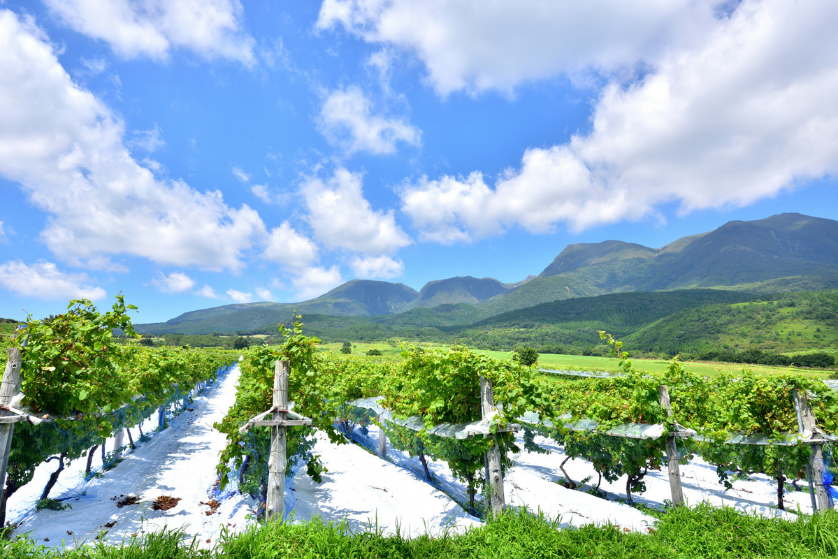 久住ワイナリー