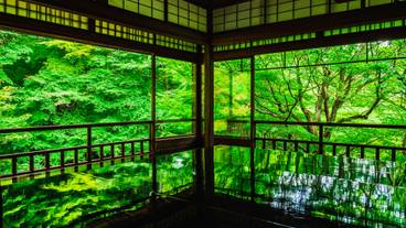 新緑の瑠璃光院 / 5