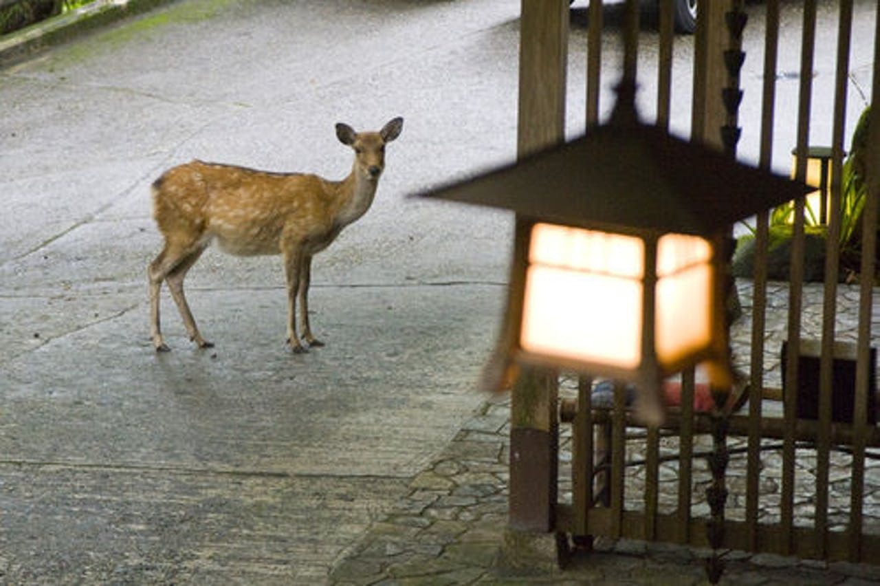 古都・奈良の旅情たっぷり。「非日常感」のある宿をご紹介します2286834